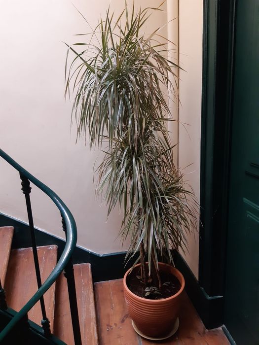 Planta linda - Dragoeiro de Madagáscar + Vaso de terracotta italiana.