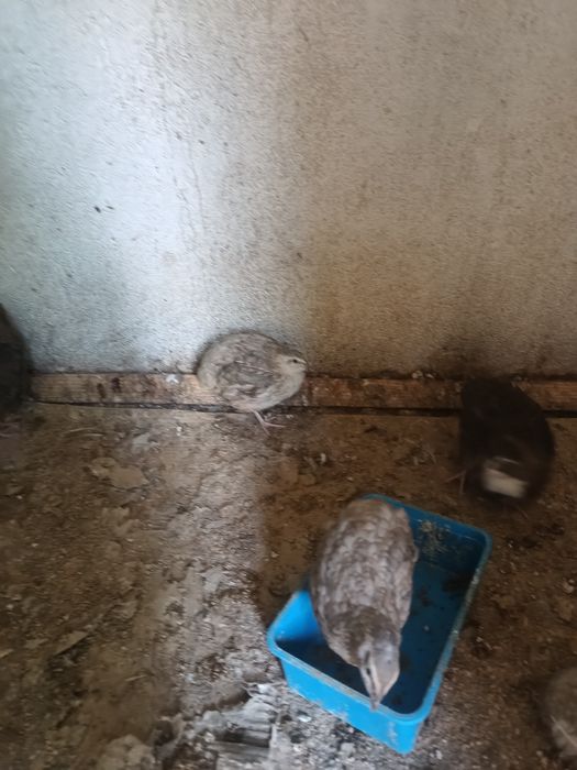 Przepiórki młode na sprzedaż