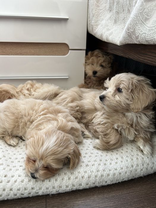 Мальтіпу маленьні клубочки щастя)