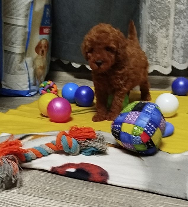 Мальчишки пуделя