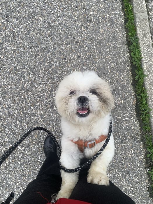 Petsitting/Catsitting/Dogsitting