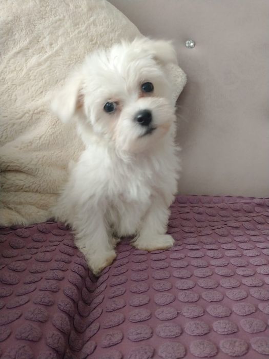 Śliczne pieseczki Maltanczyk