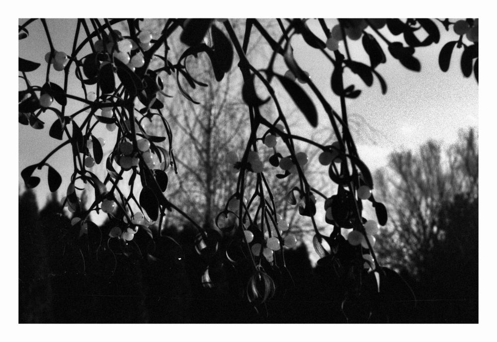 Petri 7s aparat dalmierz