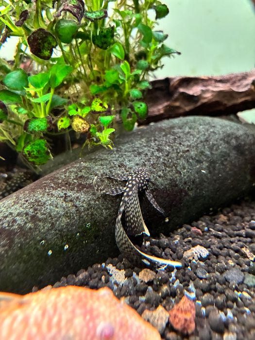 Peixe ancistrus juvenis