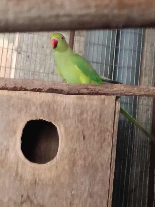 Vendo ring neck fêmea