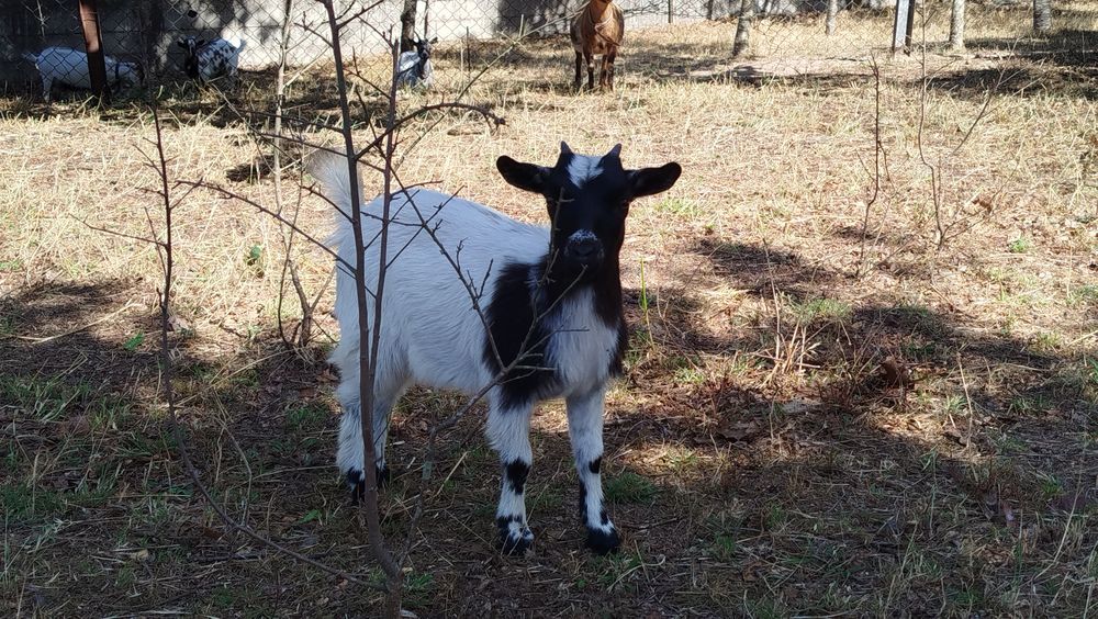 Cabrito anão preto e branco