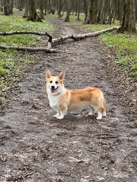 Коргі вʼязка