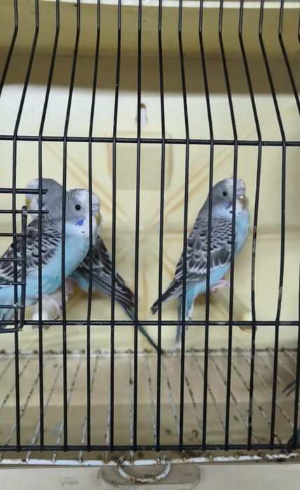 Periquitos australianos