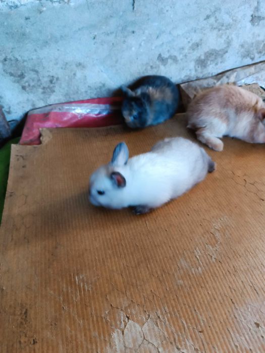 Coelhos anões  quem levar dois fica por 50€