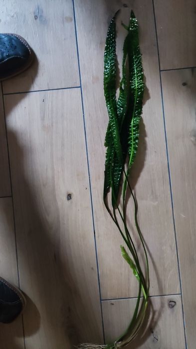 Kryptokoryna karbowana