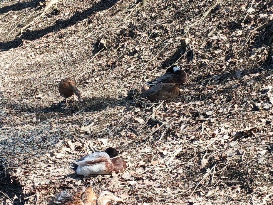 Sprzedam kaczki 8 sztuk