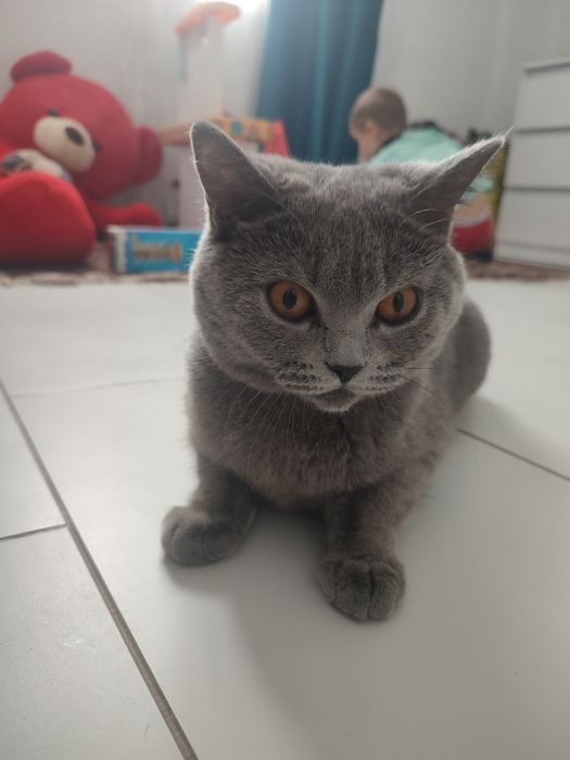 Вязка кошки/в'язка кішки британка