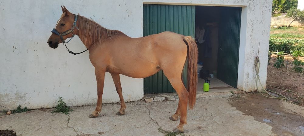 Vendo égua de 2004 barata