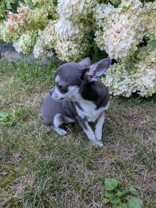 Suczka Chihuahua -XXS
