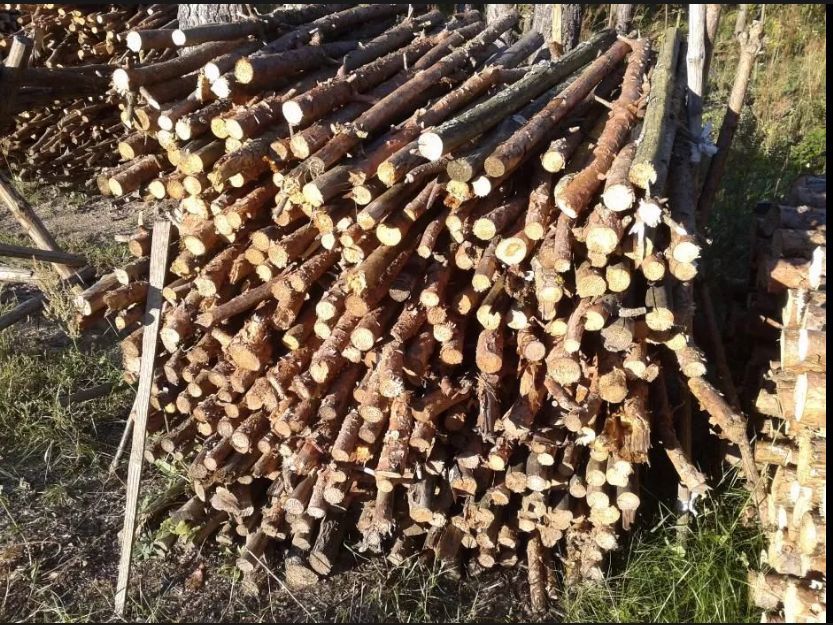 Gałęzie gałęziówka na rozpałkę opał drewno sosna