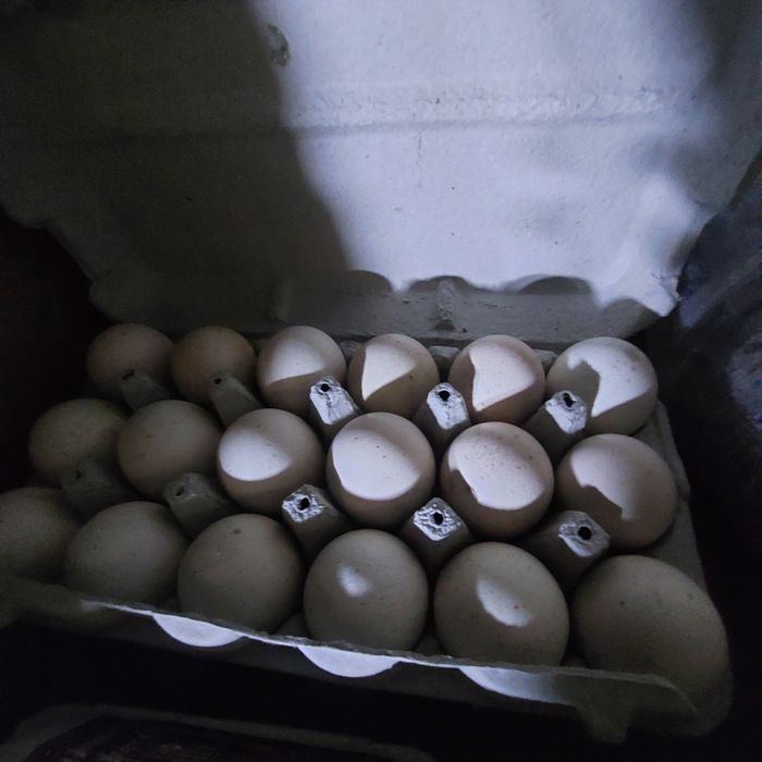 Ovos para chocar pato real e perú
