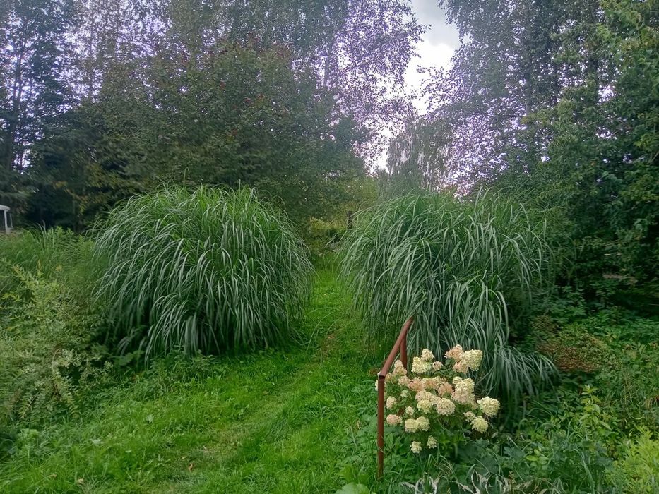 Miskant 3 metrowy trawa ozdobna