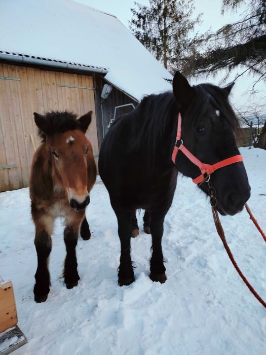 Klacz z źrebakiem