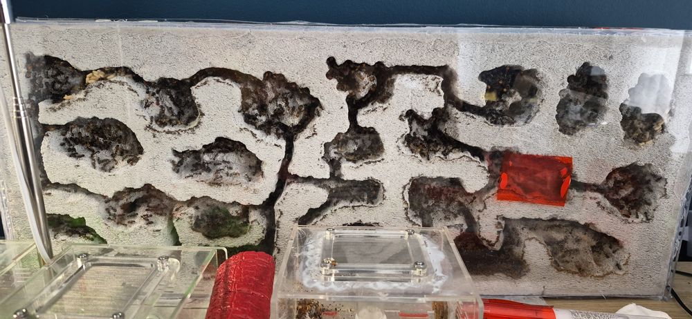 Camponotus nicobarensis – duża kolonia w formikarium ytong 60 cm