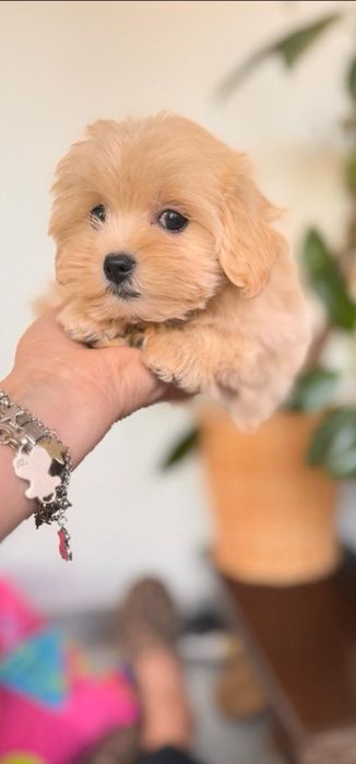 Mini Maltipoo po czerwonym tea cup .