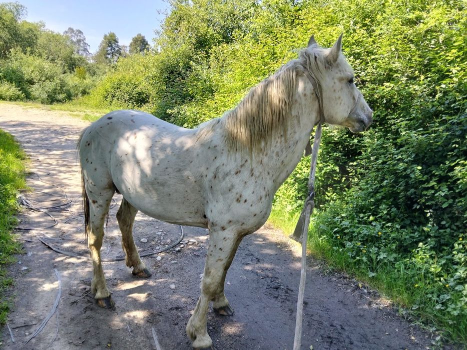 Cavalo apaluso meigo