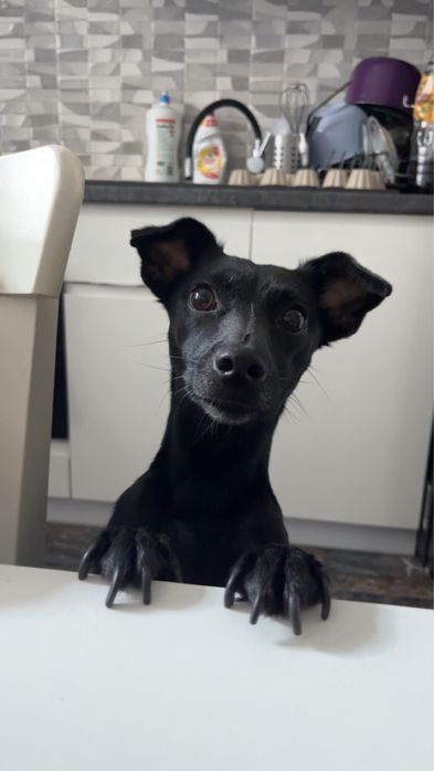 Suczka do adopcji
