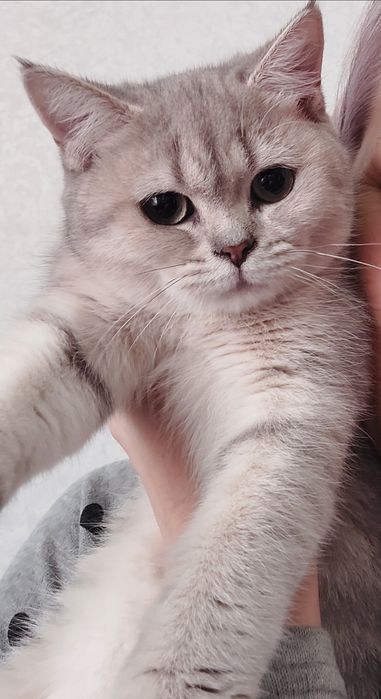 Шотландські кошенята