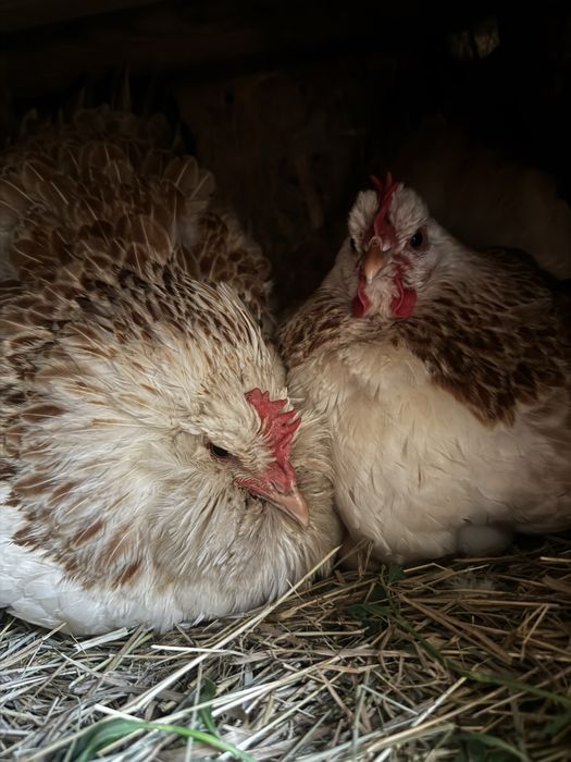 Фавероль інкубаційне яйце