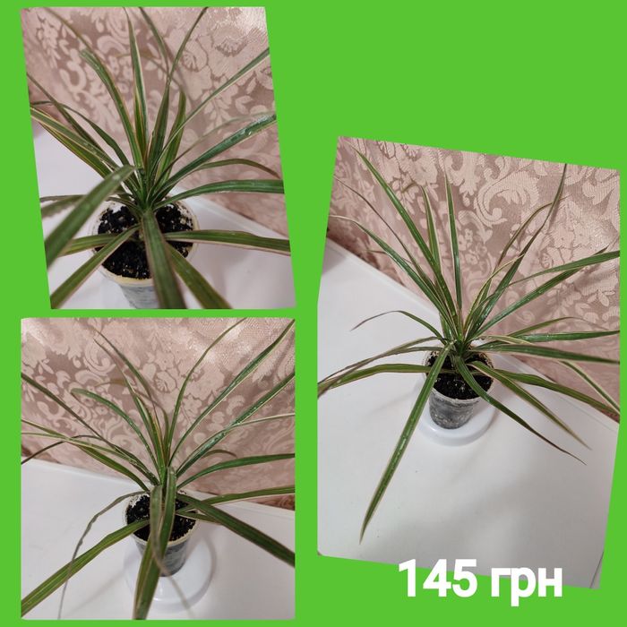 Драцены 4 сорта, молочай Миля, молочай беложилковый, гибискусы 3 сорта