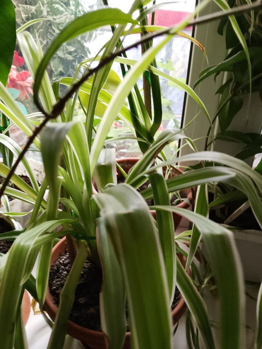 Продам вазони свої