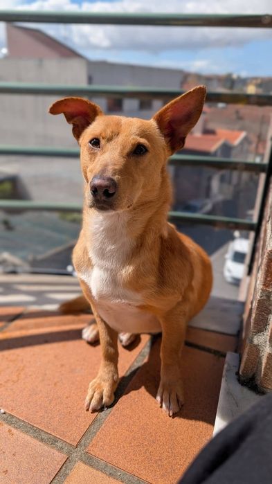 Cão pequeno e meigo