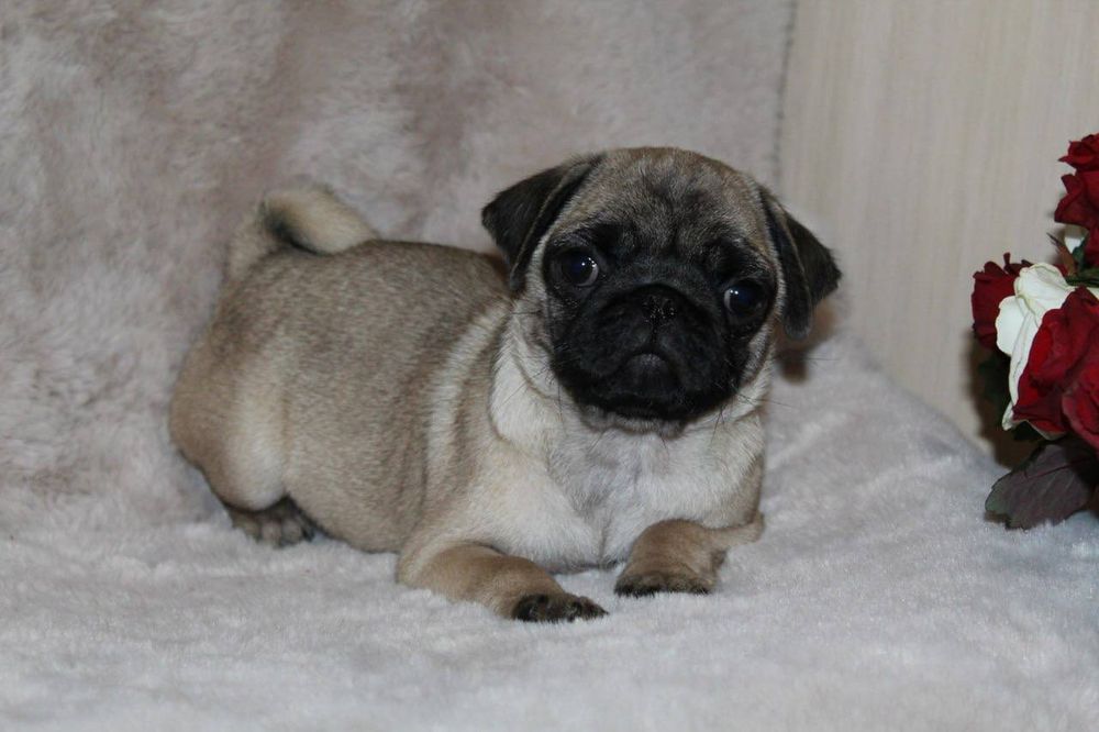 Бомбезні мопсюлі