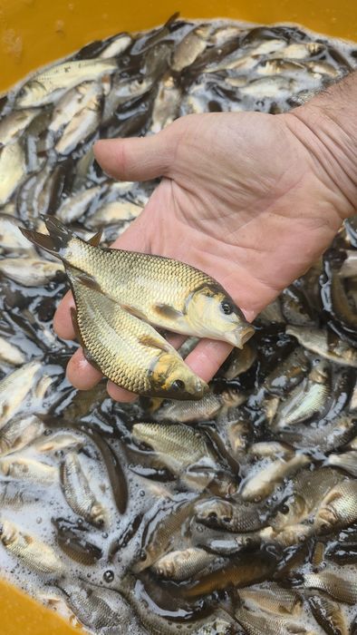 Amur karp lin karaś koi jesiotr szczupak