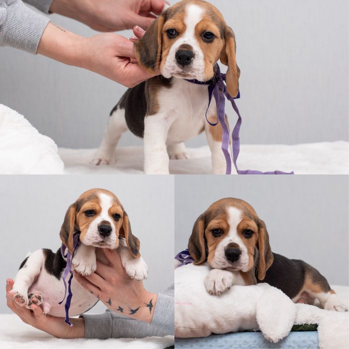 Цуценята бігля, відкрито бронювання