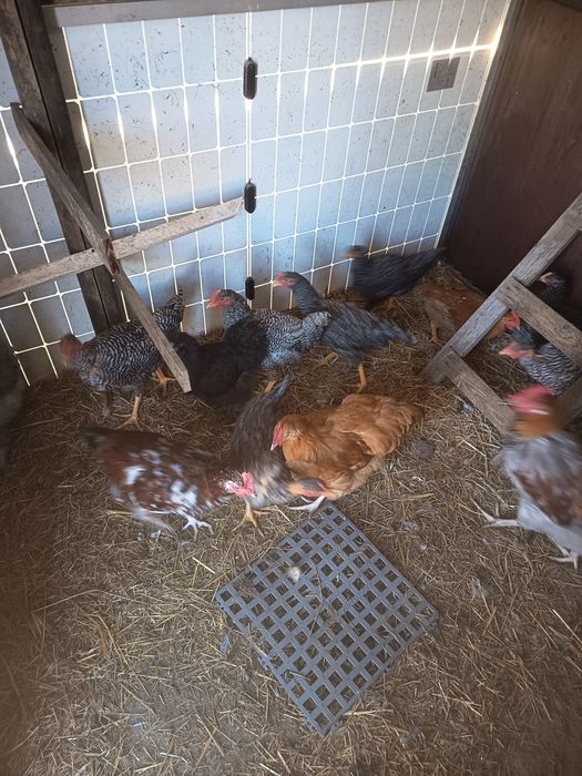 Galos de várias raças