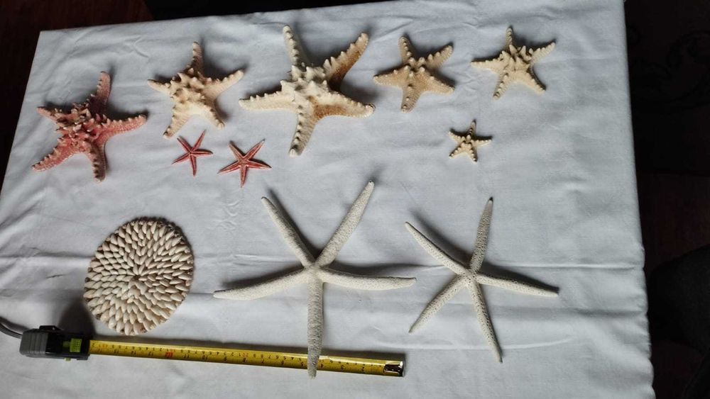 Zestaw rozgwiazd rozgwiazda suche + gratis