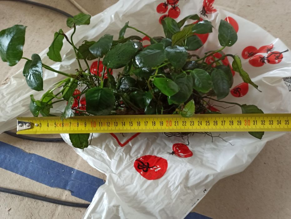 Duży Anubisa ok 30cm
