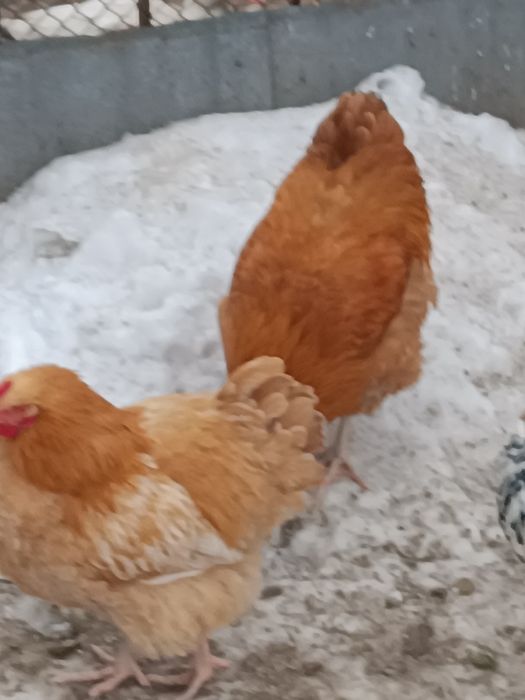 Продаж молодих півнів когутів