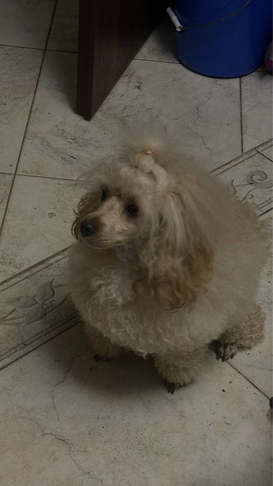 Вʼязка той пудель КСУ FCI розвязаний