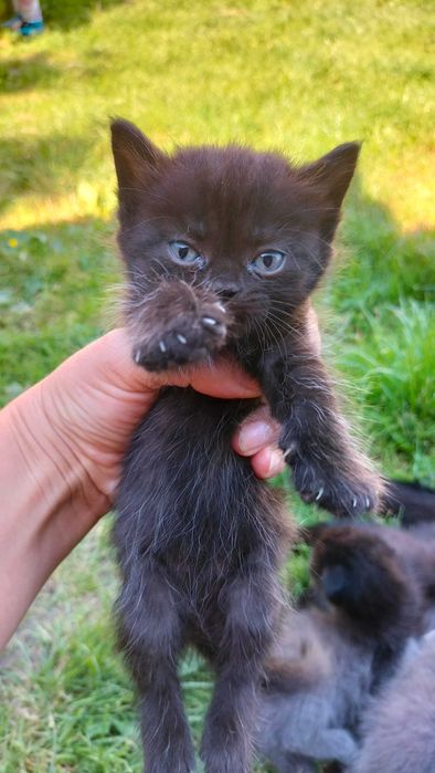 Котенята шукають родину