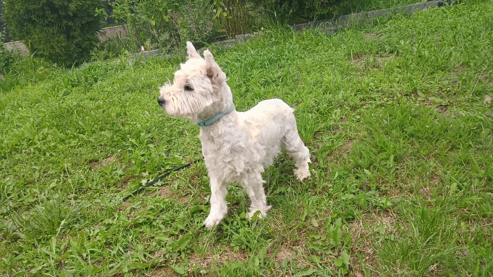 West highland white terrier