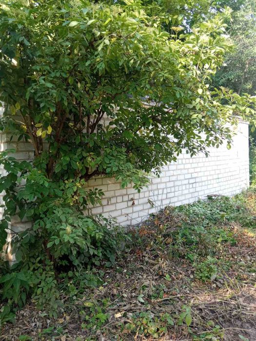 Хата і будинок без внутрішніх робіт с.Гуляй Городок