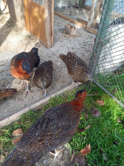 Bazanty Tragopany Satyra