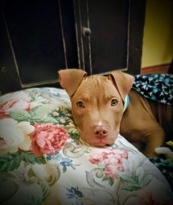 Щенок питбуля, кобель, редноуз, (хорошие гены)