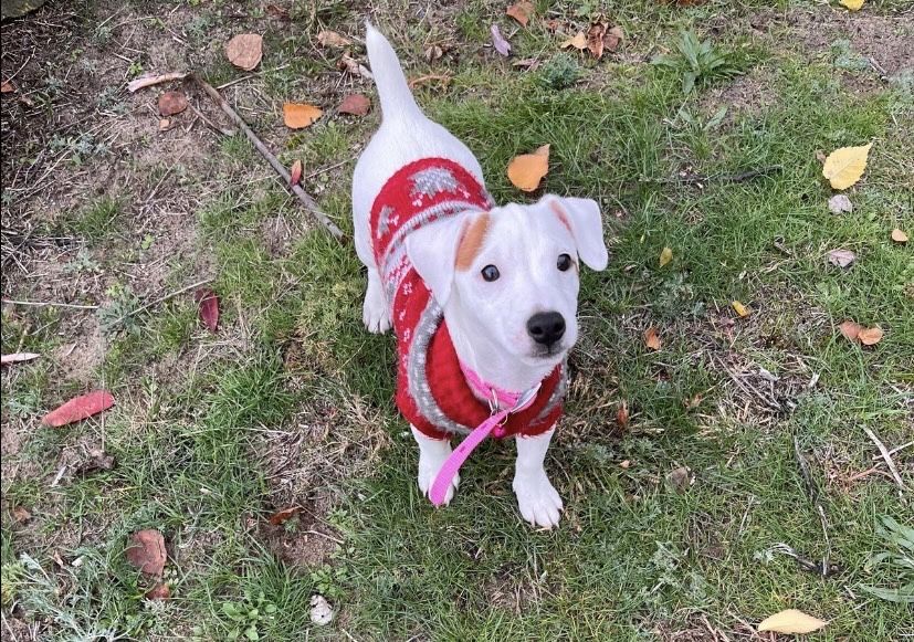 Красивенная девочка джек рассел терьер ищет маму