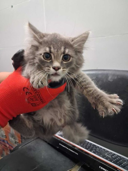 Віддам кота, самовивіз