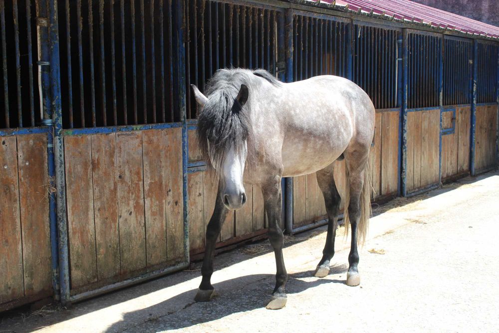 Cavalo Lusitano