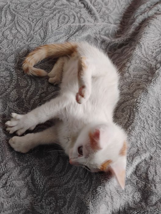 Oddam kotka w dobre ręce