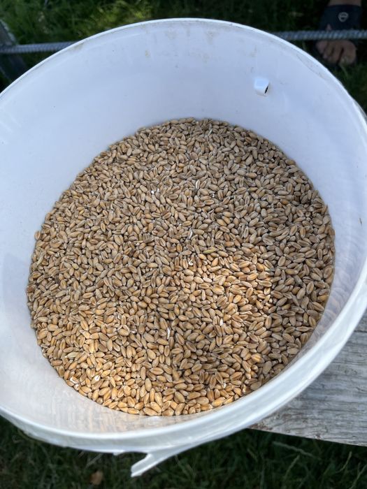 Sprzedam piekna pszenice i mieszanke (owies,jeczmien)