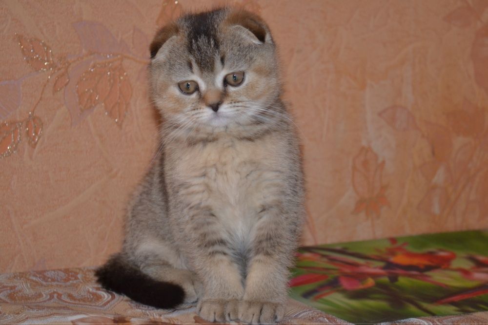 Кот золотая тикированная шиншилла